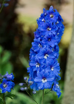 Clumped Larkspur Blue Flower Iphone Wallpaper
