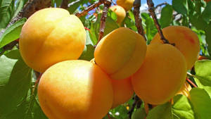 Cluster Of Apricot Fruits Wallpaper