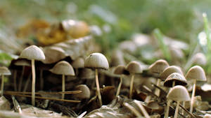 Cluster Of Cute Mushrooms Wallpaper