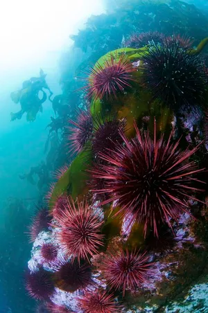Clustered Sea Urchins Underwater Photography Wallpaper