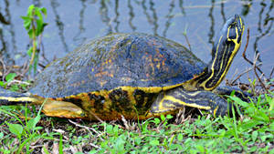 Coastal Plain Cooter Everglades National Park Wallpaper