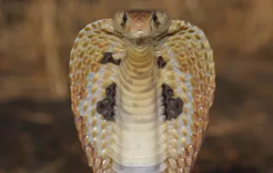 Cobra Black And White Front View Wallpaper