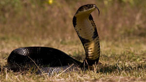 Cobra Black And Yellow Hissing Wallpaper