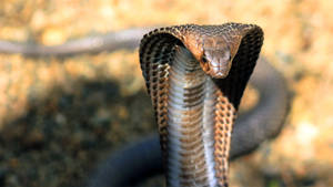 Cobra Brown Scales Front View Wallpaper