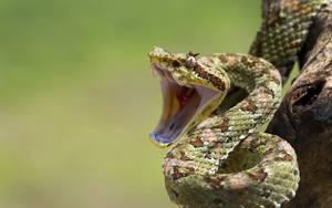 Cobra Green Opening Mouth On Tree Wallpaper