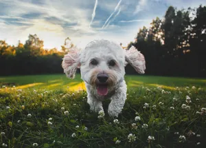 Cockapoo Puppy Wallpaper