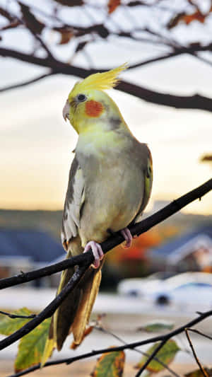 Cockatiel Bird Iphone Wallpaper