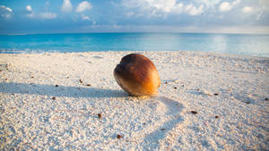 Coconut On Sand In Marshall Islands Wallpaper