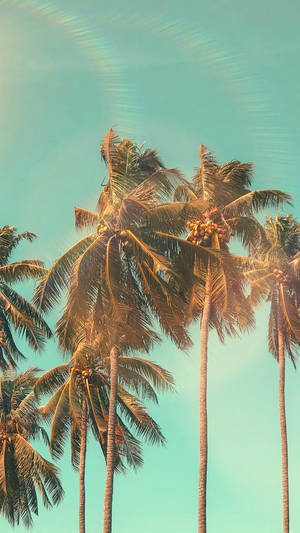 Coconut Palm Trees Summer Iphone Wallpaper