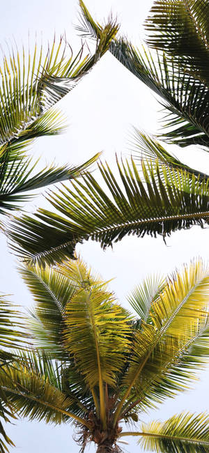 Coconut Tree Leaves Wallpaper