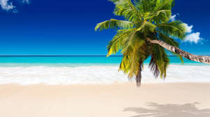 Coconut Tree Over White Sand Wallpaper