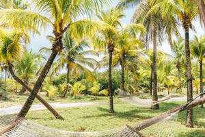 Coconut Trees And Greenery Bahamas Wallpaper