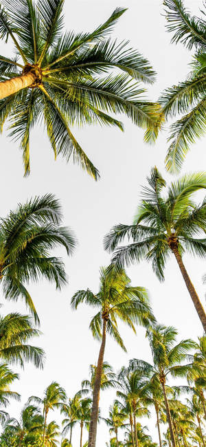Coconut Trees Malibu Iphone Wallpaper
