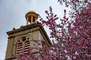 Colorado School Of Mines Cherry Blossoms Wallpaper