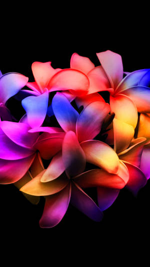 Colorful Amoled Plumeria Flower Petals Wallpaper