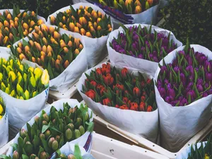Colorful April Flowers Wallpaper