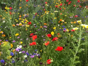 Colorful Blooming Meadow Wallpaper