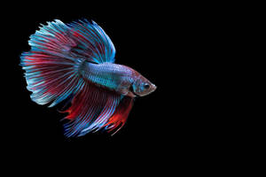 Colorful Blue Betta Fish Wallpaper