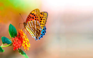 Colorful Butterfly Full Screen Hd Desktop Wallpaper
