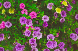 Colorful Calibrachoa Flowers Wallpaper