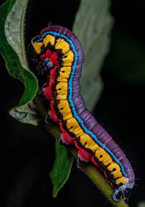 Colorful Caterpillar Insect On Branch Wallpaper