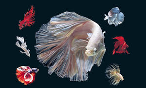 Colorful Display Of Betta Fish Wallpaper