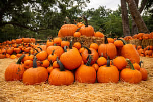 Colorful Fall Pumpkins On A Wooden Surface Wallpaper