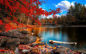 Colorful Forest Lake Wallpaper
