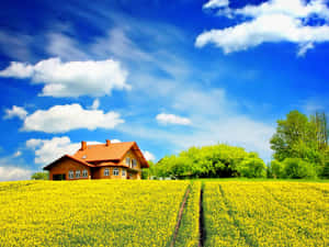 Colorful House Field Sunny Day Wallpaper