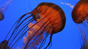 Colorful Jellyfish That Glimmer In The Dark Ocean Depths. Wallpaper
