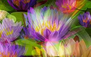 Colorful Lotus Art