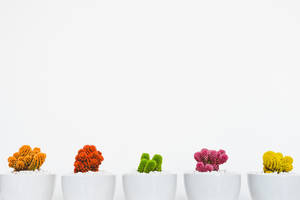 Colorful Minimalist Cactus Wallpaper