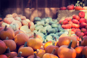 Colorful October Harvest Pumpkins Wallpaper