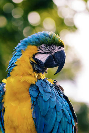 Colorful Parrot Bird Wallpaper