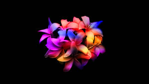 Colorful Plumerias Dark Hd Flowers Wallpaper