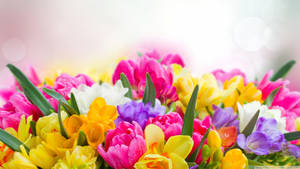 Colorful Spring Flowers Focus Photography Wallpaper