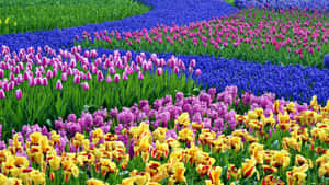 Colorful Springtime Flowers Blooming Wallpaper