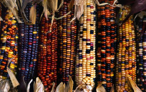 Colorful Sweet Corns Wallpaper