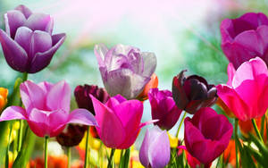 Colorful Tulips Spring Laptop Wallpaper