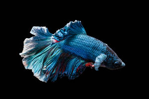 Colorful Vibrant Fish Wallpaper
