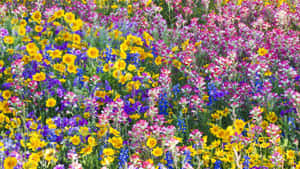 Colorful Wildflowers In A Garden Setting Wallpaper