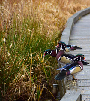Colorful Wood Ducks Beautiful Birds Wallpaper