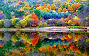 Colourful Forest Beautiful Autumn Desktop Wallpaper