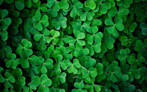 Colours Of The Season - Shamrock Wallpaper