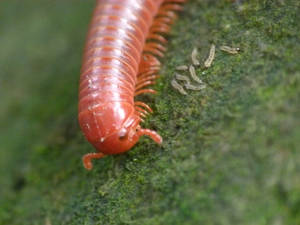 Common Asian Millipede On A Moss-covered Surface Wallpaper