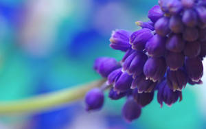 Common Grape Hyacinths Purple Flowers Wallpaper