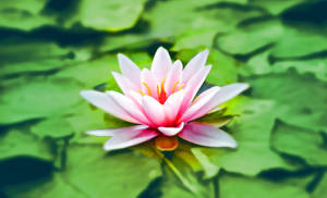 Common Pink Lotus Flower Wallpaper
