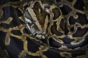 Common Python Snake Wallpaper
