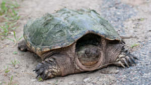 Common_ Snapping_ Turtle_ Resting Wallpaper