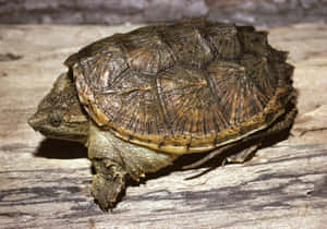 Common Snapping Turtleon Wooden Surface.jpg Wallpaper